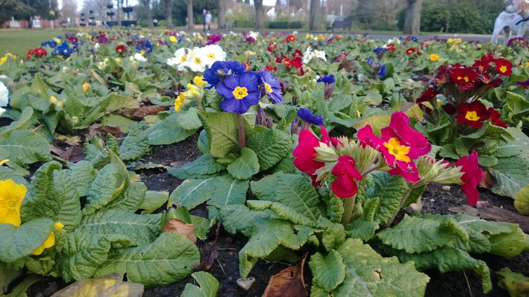 The Wonderful Delights of Primulas