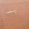 Picture of a Praying Mantis, Australia