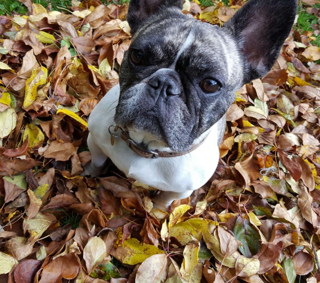 Autumn Doggie